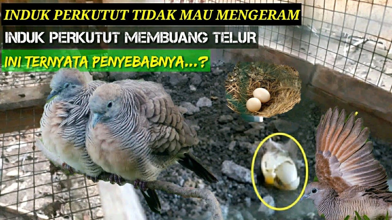 penyebab GAGALNYA BETERNAK burung perkutut dan cara mengatasinya #perkutut #merbok #zebradove