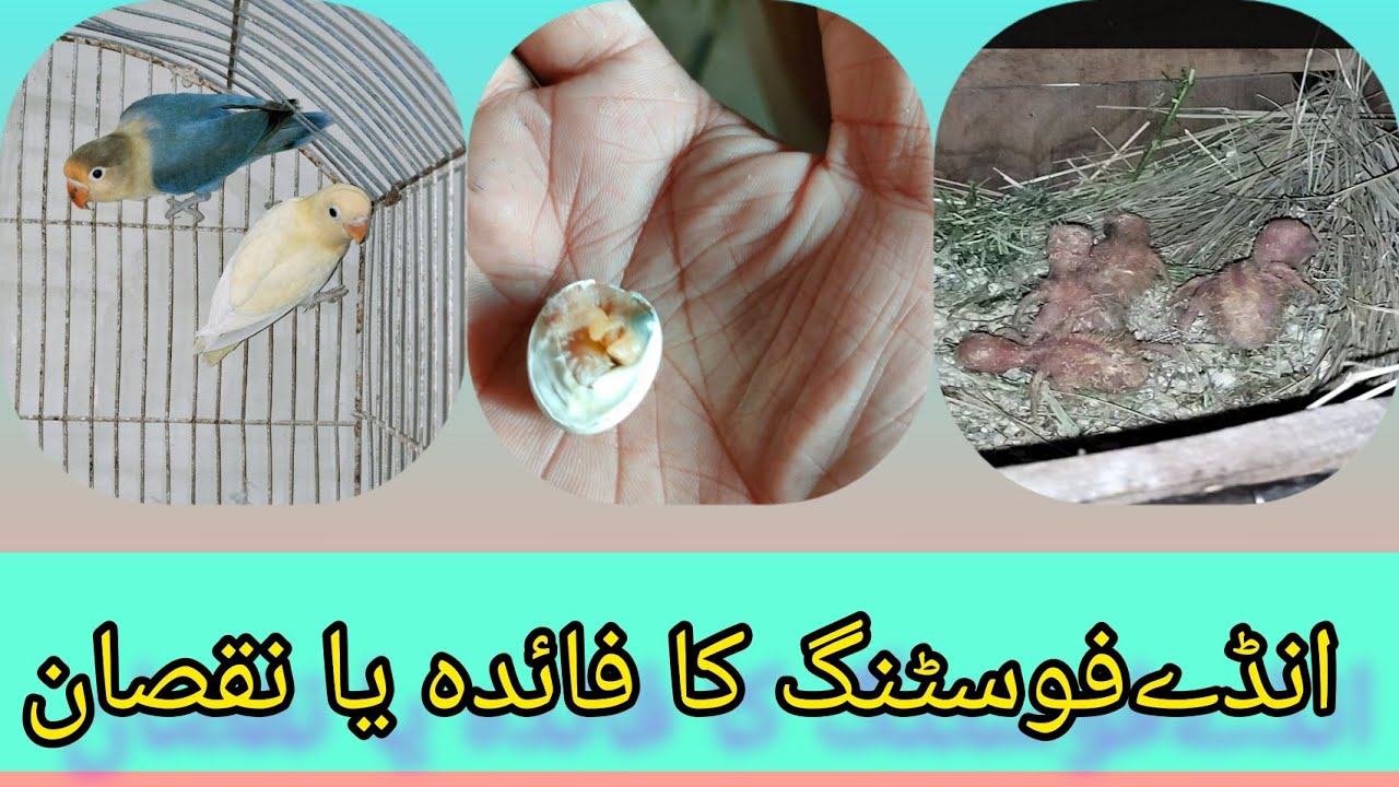 How to foster lovebirds Egg/The best way to spread expensive bird eggs under cheap birds.//