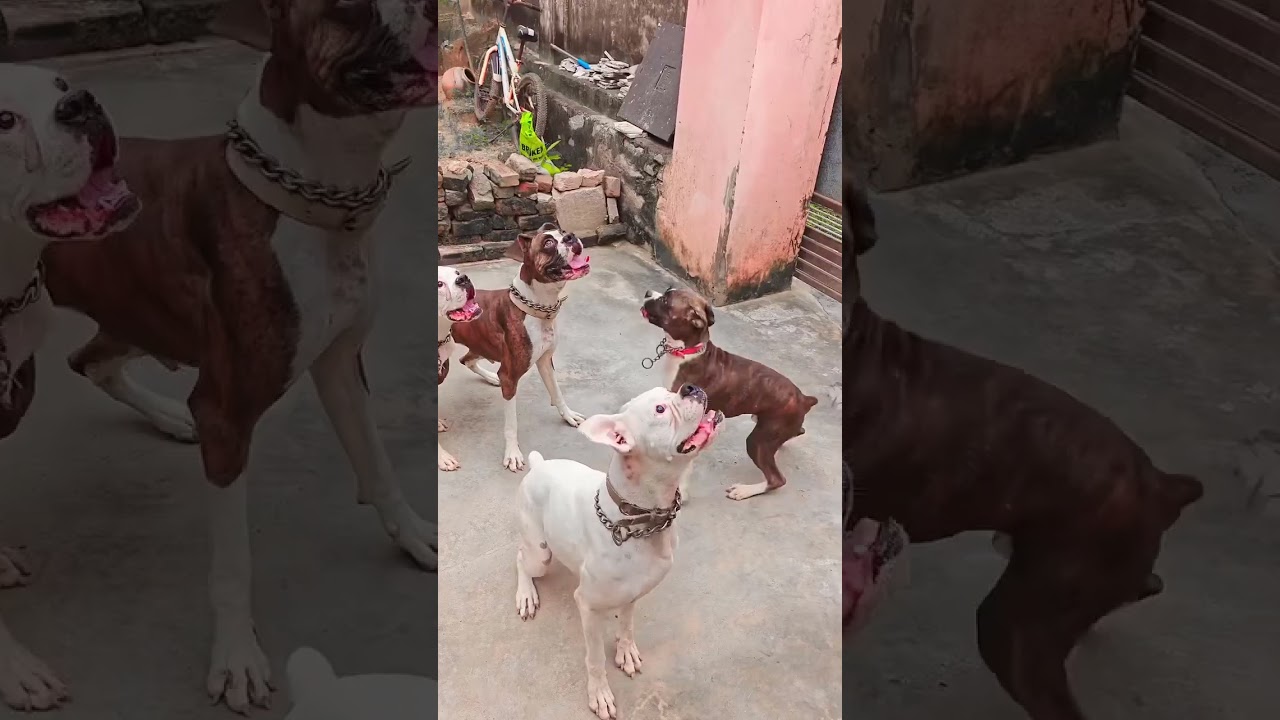 #pitbull #boxerdog #doberman #aggressive #dogbreed #dogfight #dog #attack #trending #viral