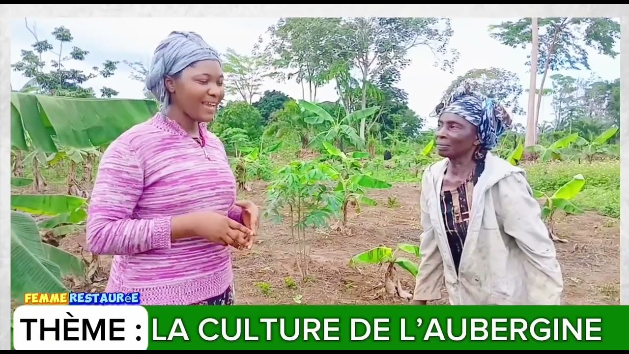 LA CULTURE DE L' AUBERGINE 🍆 @ femme restaur&eacute;e.