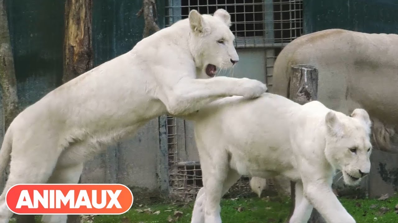 Les lions blancs ou lions de Kruger : d'où viennent ces sublimes félins ? - Animaux