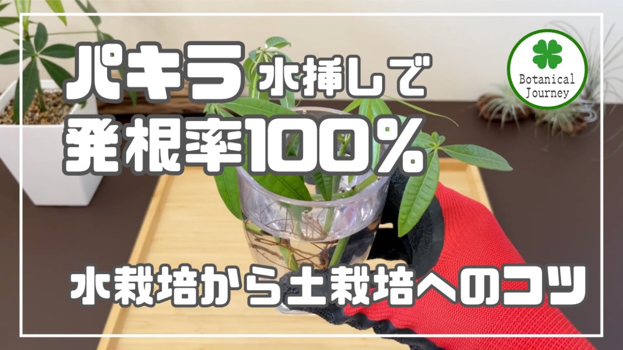 【パキラ】水挿しで発根率100%！ 水栽培から土栽培へ移行する際のコツ 剪定から水挿しでの発根 発芽までの様子 #観葉植物 #パキラ (001)