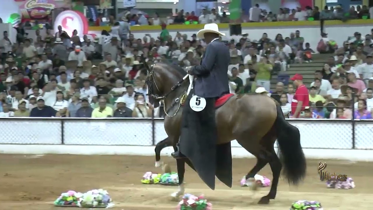 DIAMANTE CAOTICO DE SALEM, GRAN CAMPEON TROCHA COLOMBIANA 38 EXPOSICION EQUINA MONTERIA GRADO A 2025