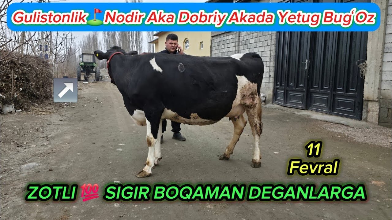 Rasiskiy💯 Zotli Bugʻozni Roʻzgʻor🥛BOPIDAN ☎️50.900.09.042️⃣91.753.95.00 KAMI VIJ VIJ🫡 #zotmol #cow 