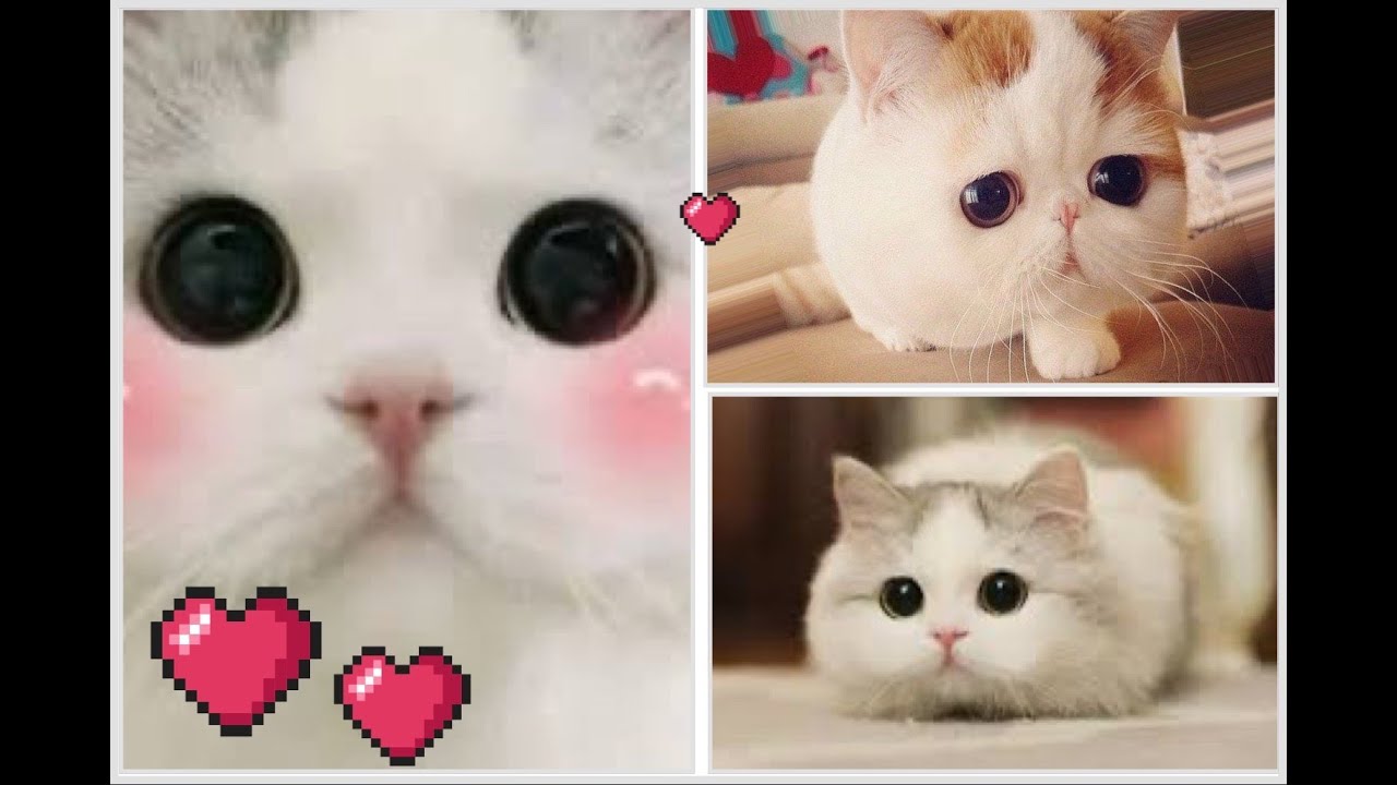 THE Funniest cats and kittens ever! Best moments! Best COUB 2024 #3 #animals #cats #funny