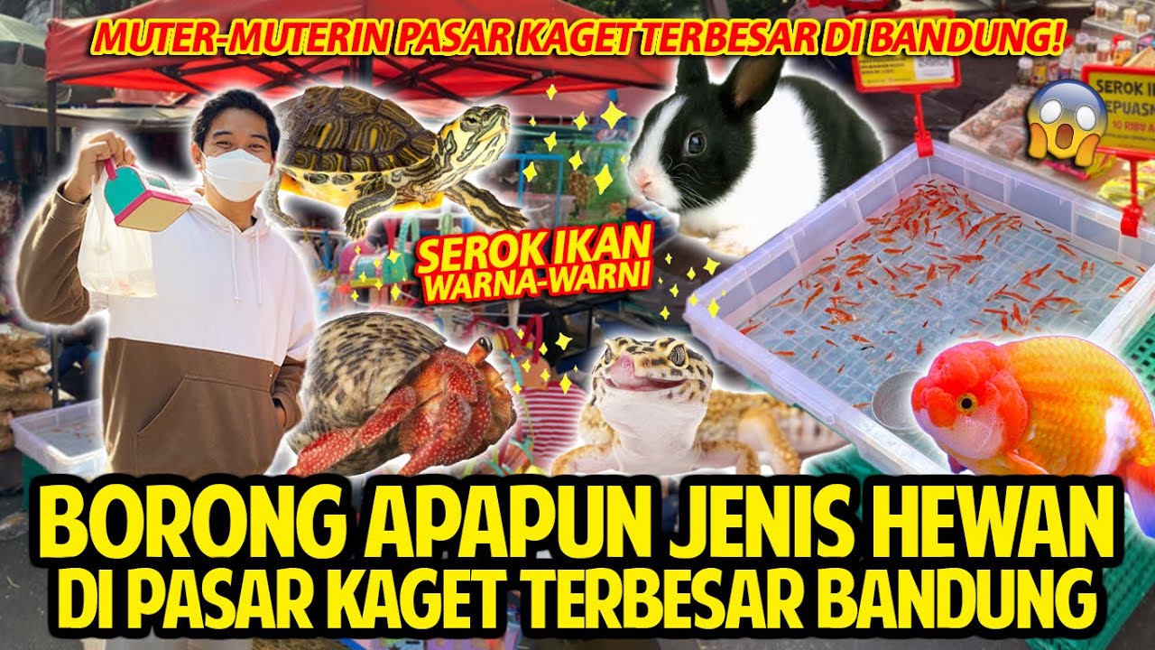 BORONG APAPUN JENIS HEWAN DI PASAR KAGET TERBESAR DI BANDUNG! PASAR TUMPAH GASIBU PENUH BANGET!