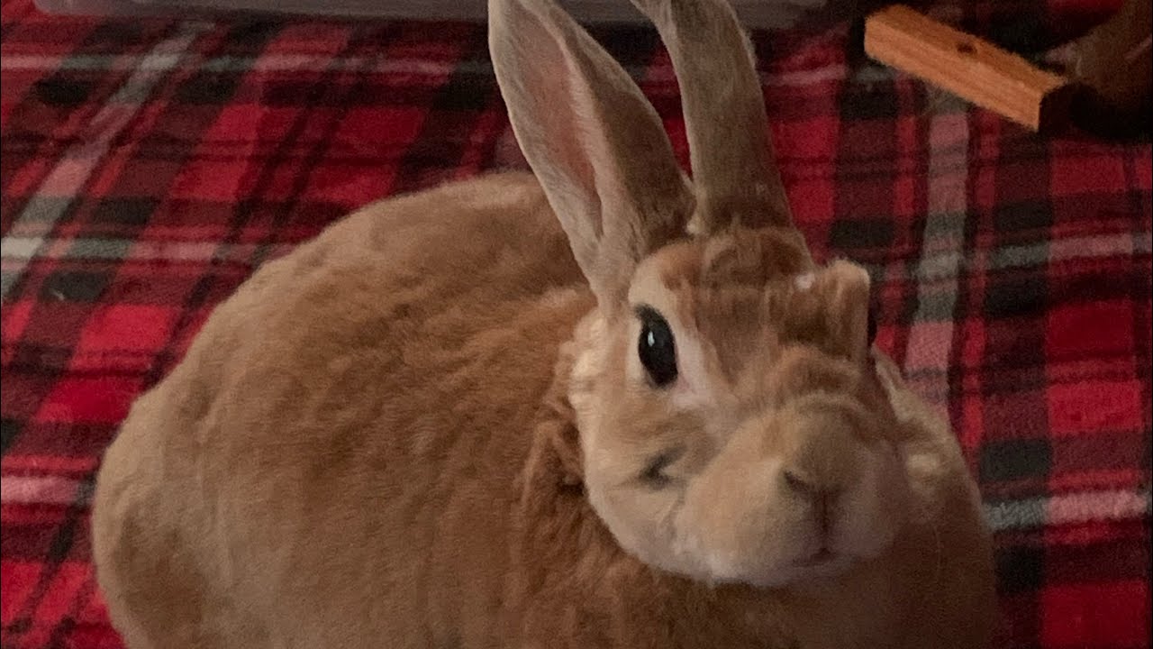 Ruby the Bunny!