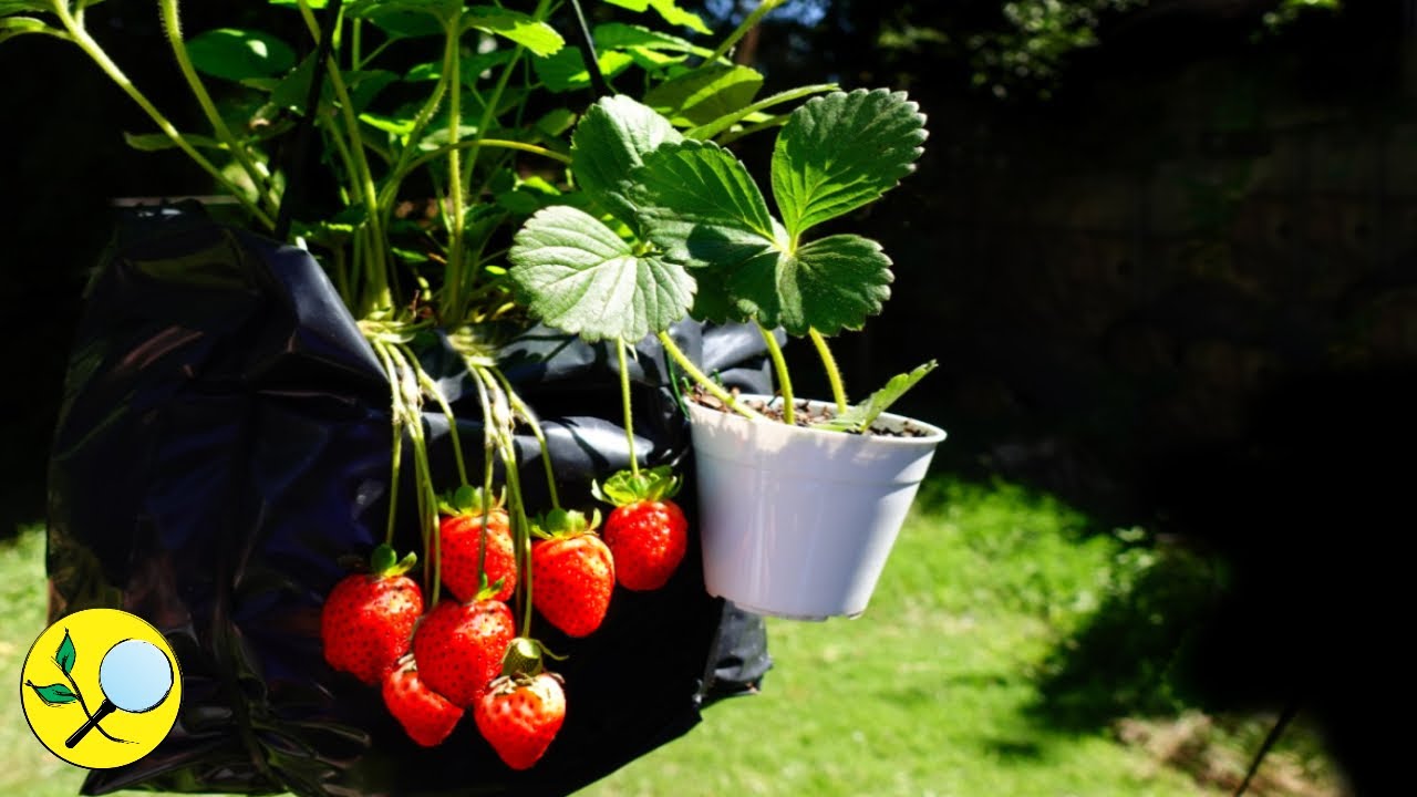 🍓 Fresas  Frutillas SIN semillas por Estolones 👉 Enraizar estolones