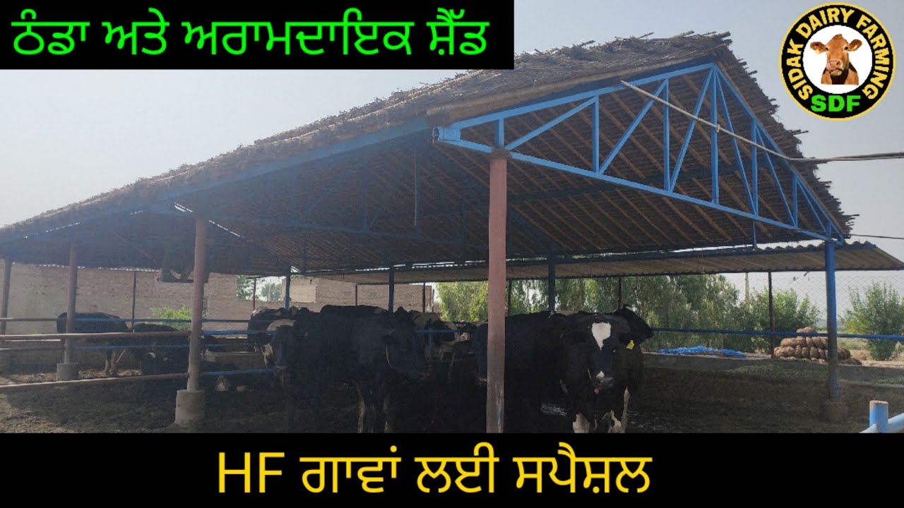Cheap and comfortable shed for cows, ਦੇਖੋ ਅਰਾਮਦਾਇਕ ਅਤੇ ਬਹੁਤ ਸਸਤਾ ਸ਼ੈੱਡ ਗਾਵਾਂ ਲਈ