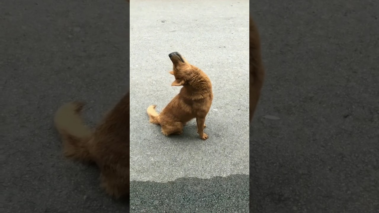 Yeh Kesa Tarika Hai Sone Ka || Dogs Funny #shortvideo #ytshorts #shortsfeed #short