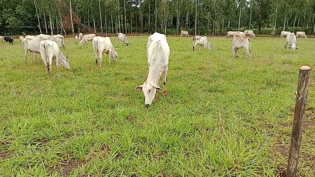 Cerca elétrica simples que segura o gado!