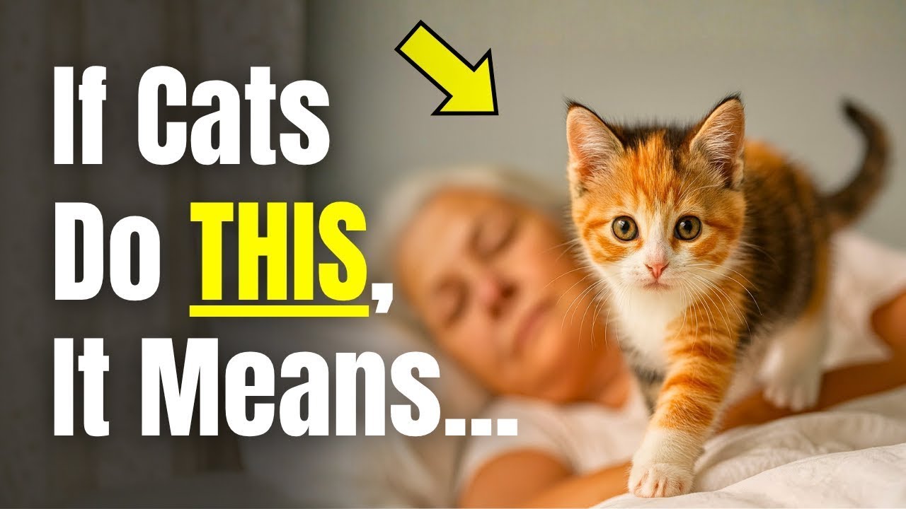 If Your Cat Walks On You at Night, It Really Means THIS!