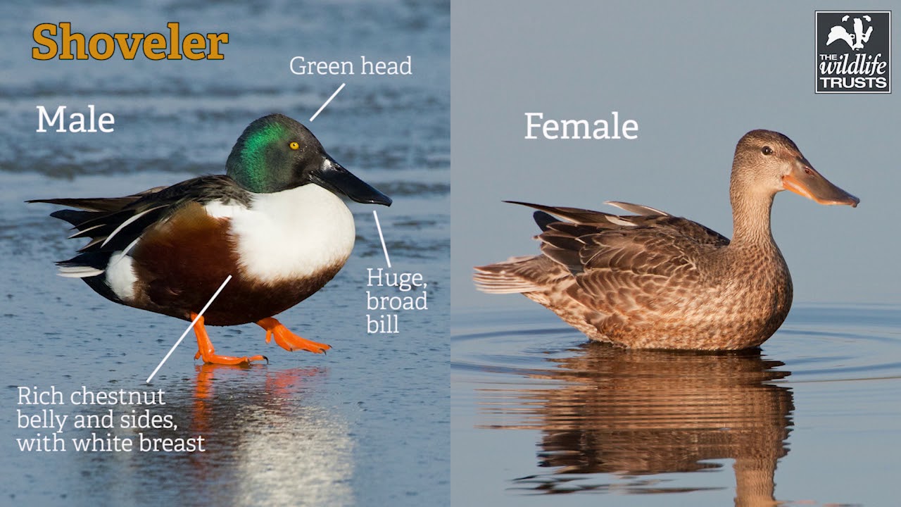 Dabbling ducks