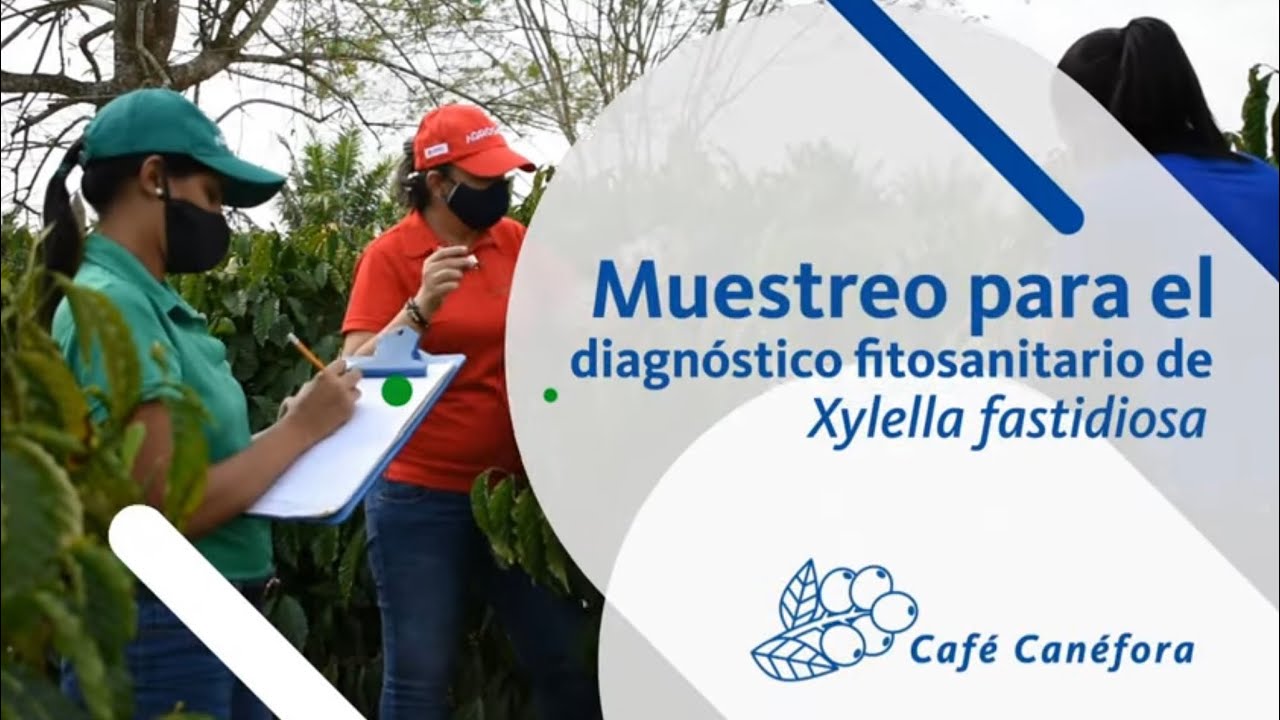 Muestreo para el diagnóstico de Xylella fastidiosa en la estación cuarentenaria de café canéfora