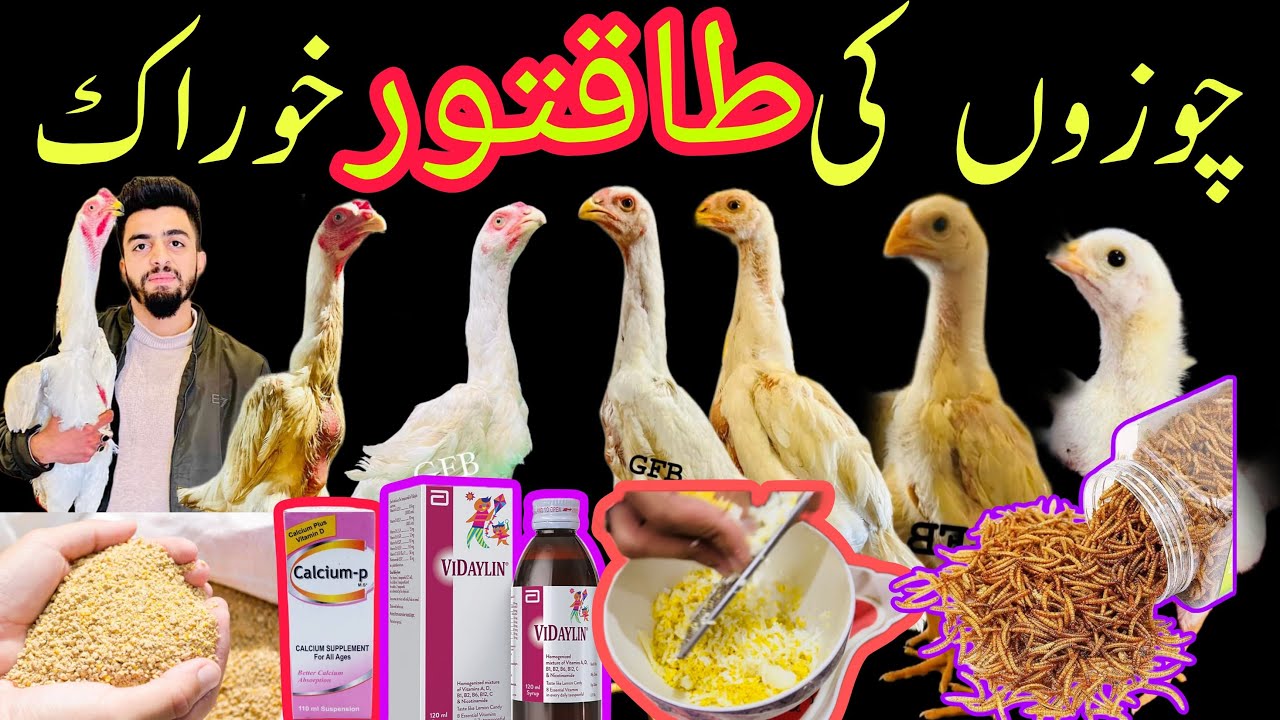 A Perfect Diet Plan for Your Chicks 🐣 by Danish Arif ایک بہترین طاقتور خوراک جو دنوں میں آپکے چوزو1