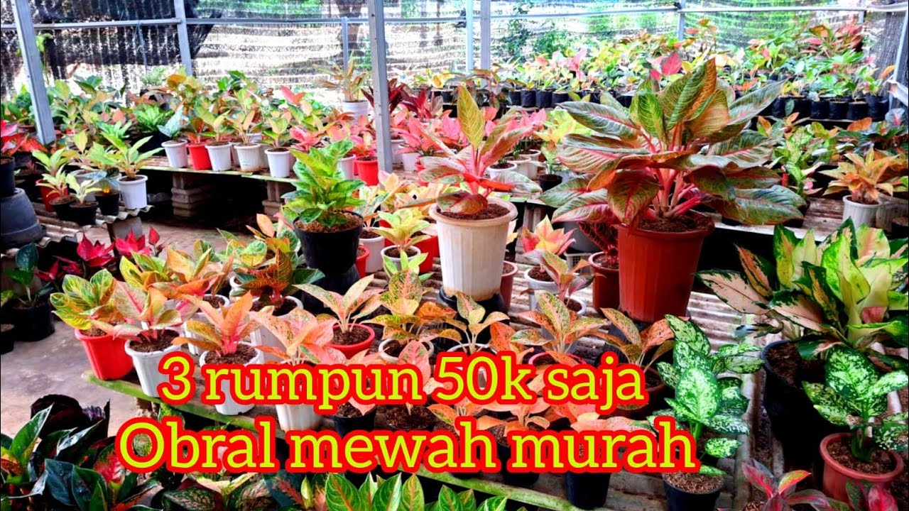 3 rumpun mewah 50k saja#aglonemalokalan