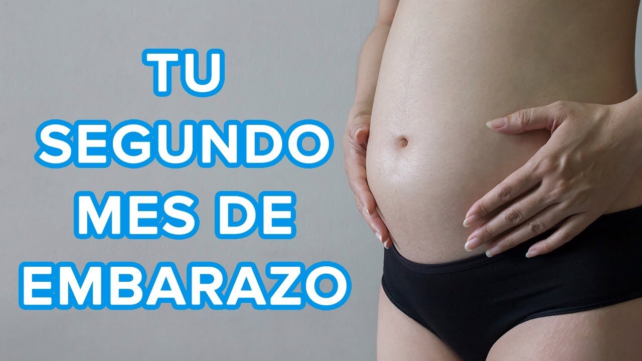 Tu segundo mes de embarazo | Así crece tu bebé, así cambia tu cuerpo 🤰