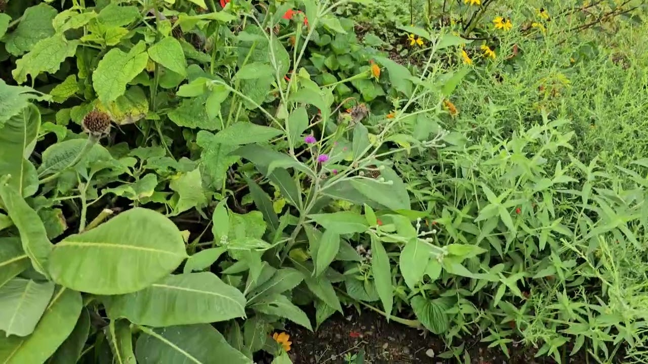 Tour of clinic native plant garden
