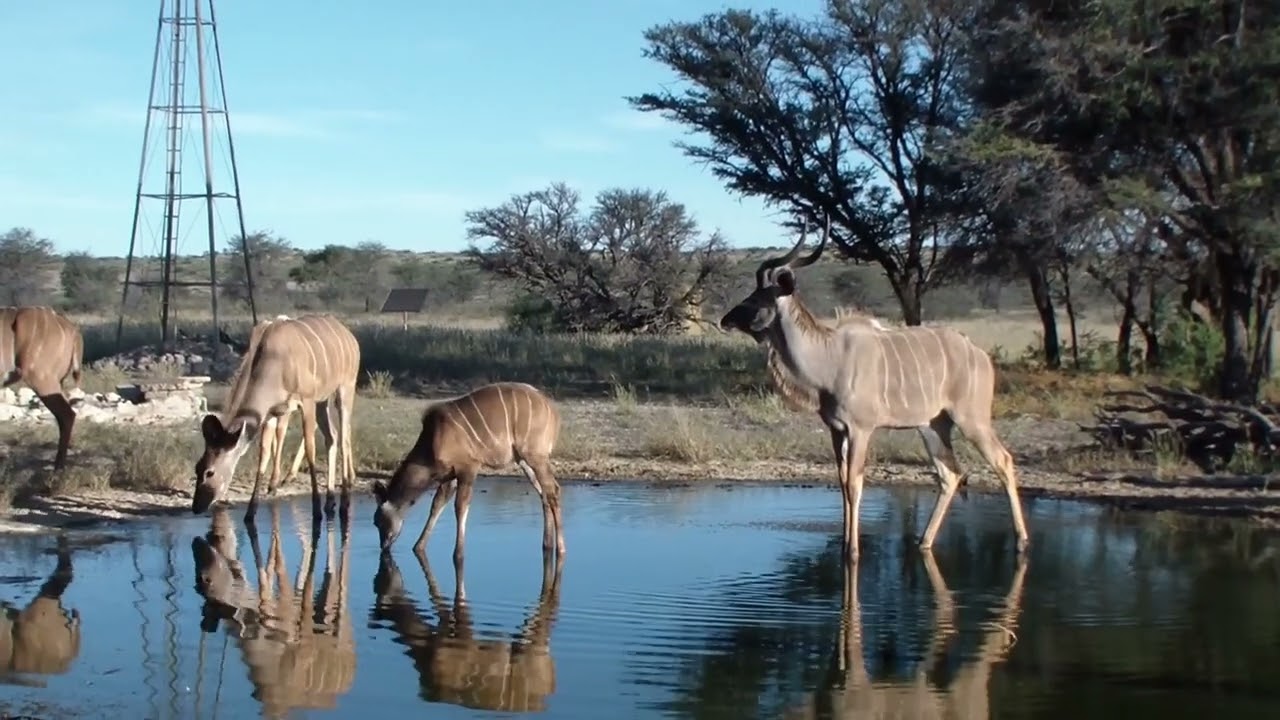 Kgalagadi Trip | Part 3 | Waterholes | Kudu | Raptors and Squirrels
