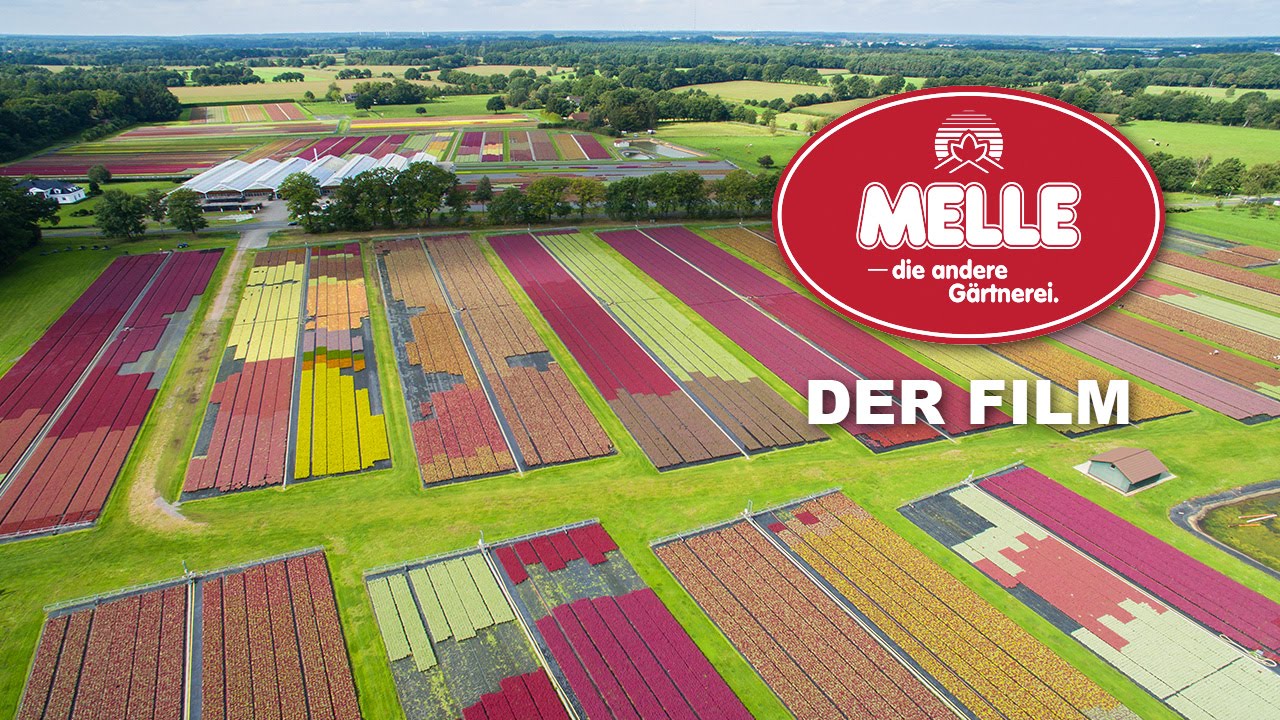 G&auml;rtnerei Melle pr&auml;sentiert 1,3 Mio. Heidepflanzen