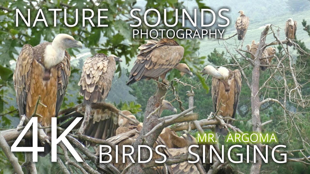 🎧 AMBIENCE AND 4K PHOTOGRAPHY. GRIFFON VULTURE/GYPS FULVUS. MOUNTAINS OF THE BASQUE COUNTRY .