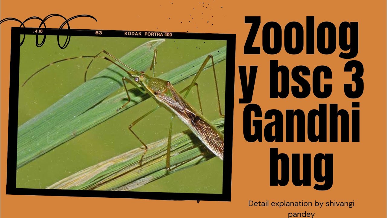 Gandhi bug ||Life cycle of Gandhi bug|| bsc 3 year || detail explanation