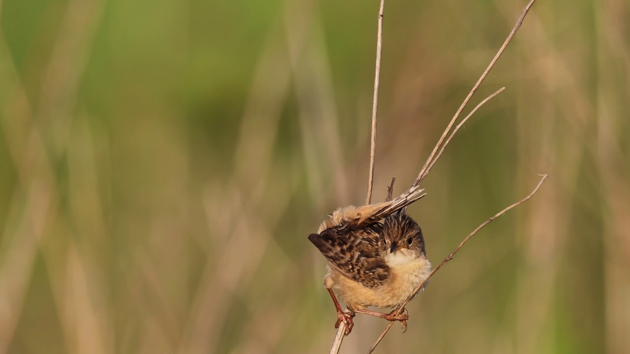Sedge Wren scolding call