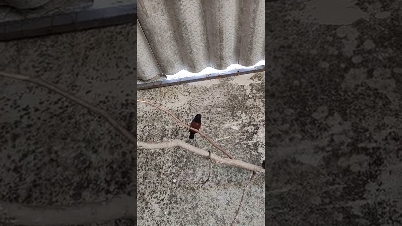 F&Ecirc;MEA DE CURI&Oacute; CANTANDO PARA ESQUENTAR