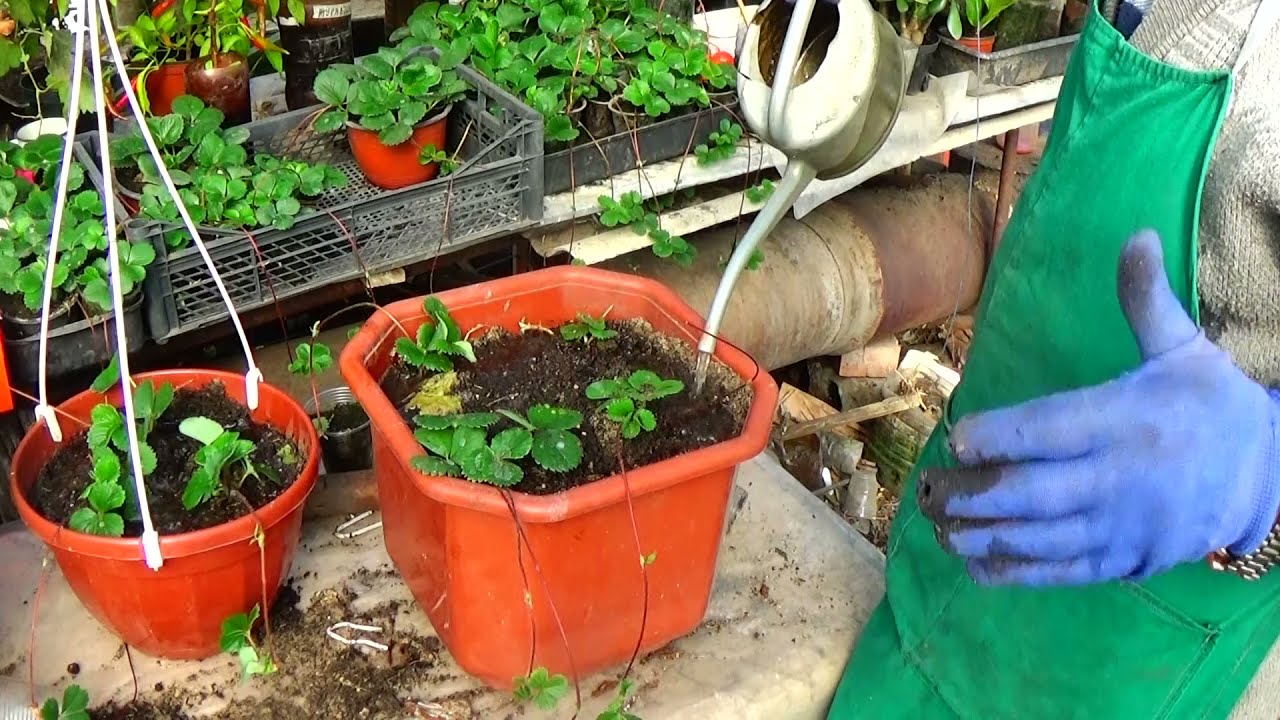 Ампельная клубника 