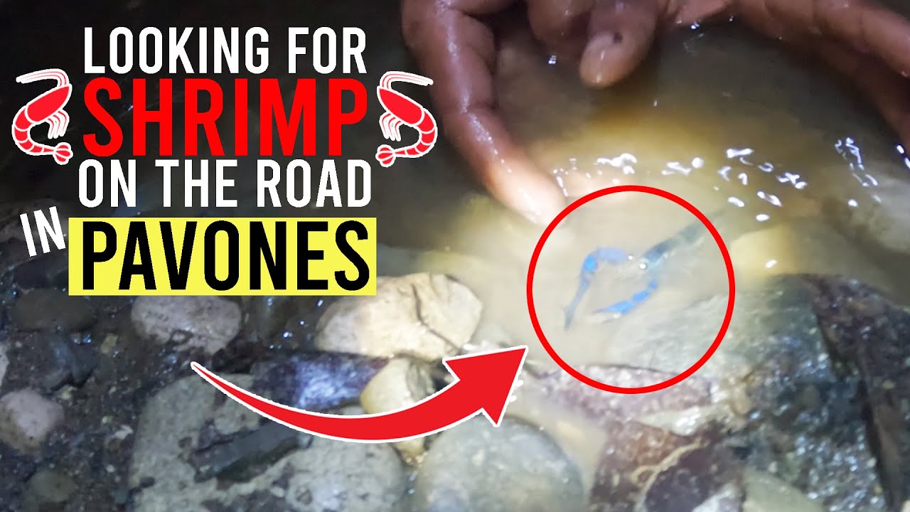 Catching Street Shrimp - Pavones 2025 // Pt.2