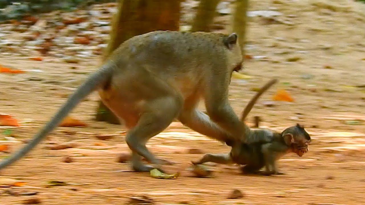 Baby monkey Anissa got seriously by Aron