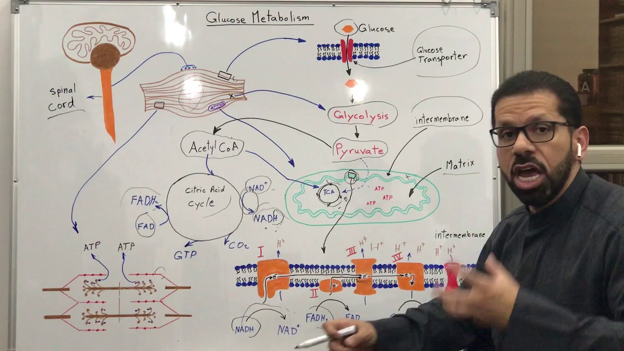 مقدمة في عملية ايض الجلوكوز Introduction to glucose metabolism