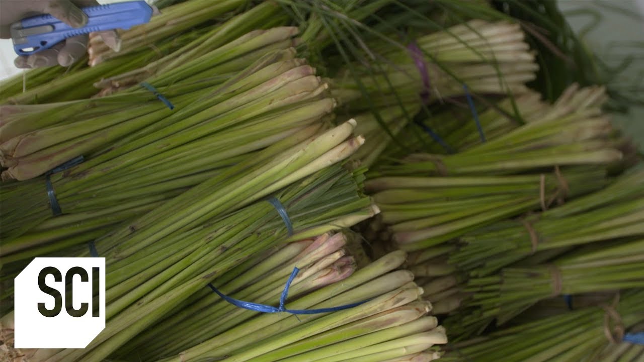 Lemongrass Oil | How It's Made