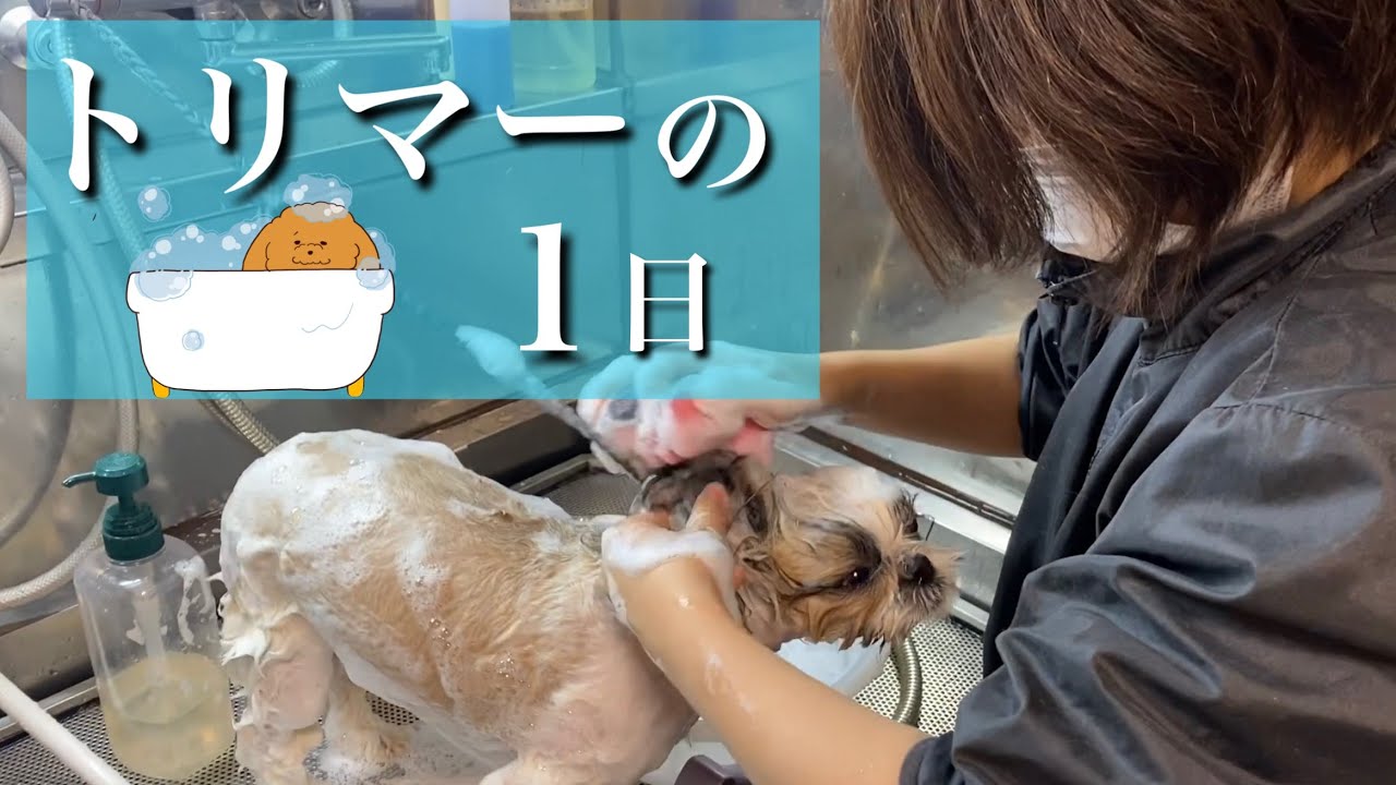 【トリマーの１日】トリミングへの想いをベテラントリマーに聞いてみた