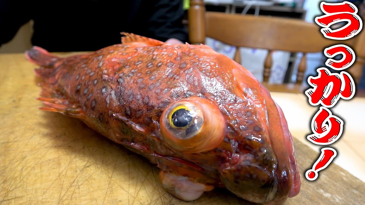 ついにきた！内臓脂肪を蓄えたウッカリさん！お味はどうかな？？？