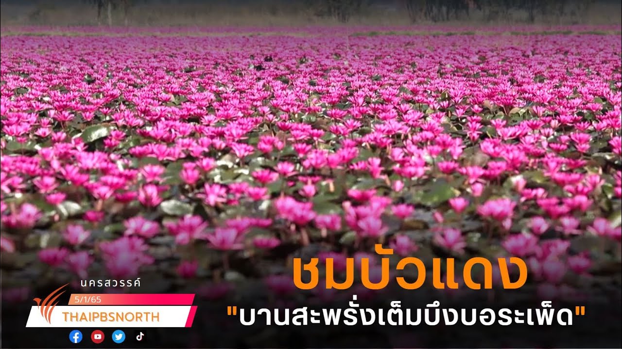 ล่องเรือชมทุ่งดอกบัวแดง-นกนานาชนิด ในบึงบอระเพ็ด จ.นครสวรรค์