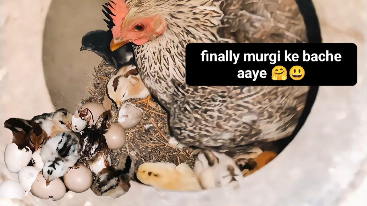 Aaj tho murgi ke bache nikal gaye🤗 good news milgai