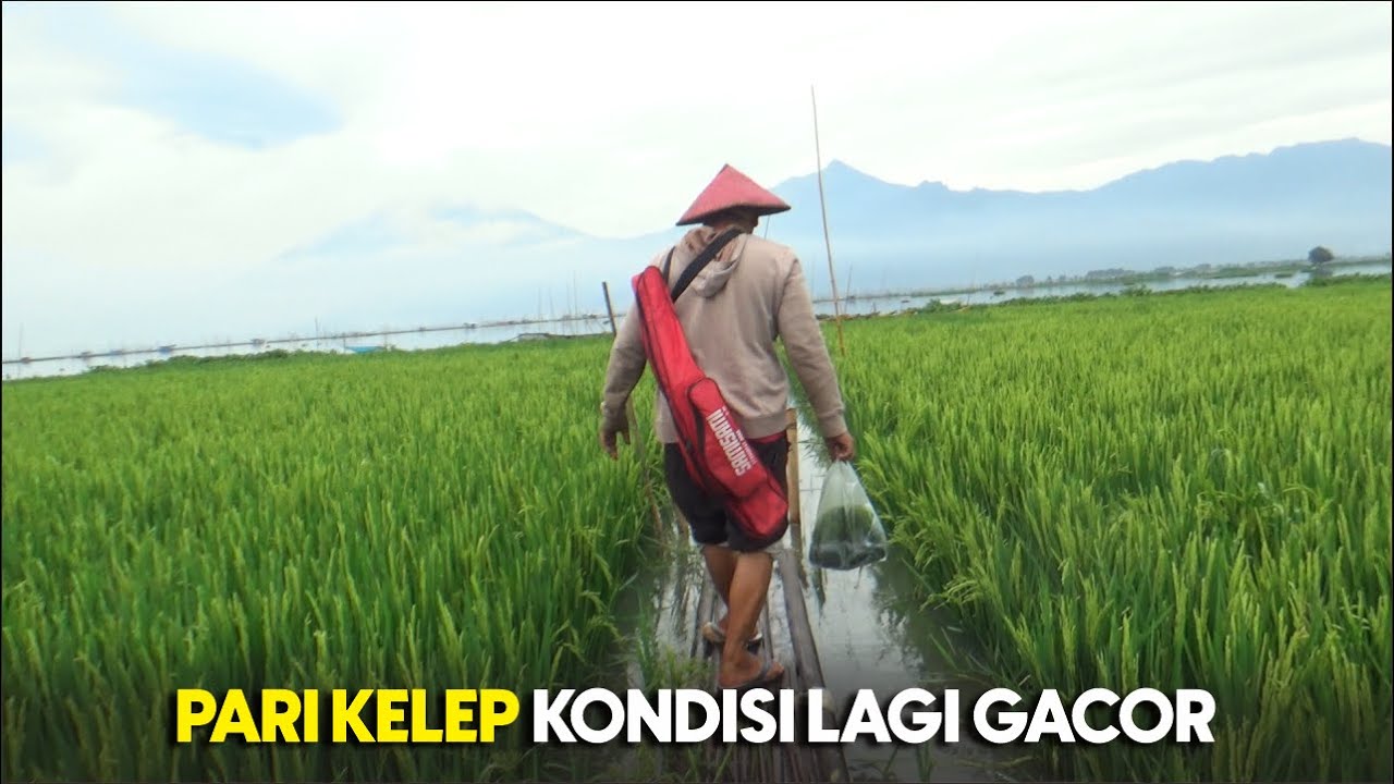 Rawa Padi di Cuaca Buruk… Tapi Ikan Tetap Kalap Menyerang‼️