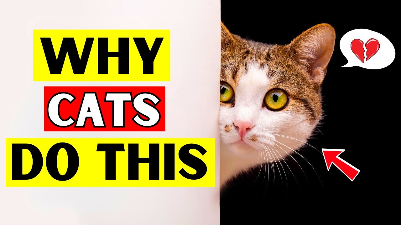 Why Your Cat Keeps Checking In on You!