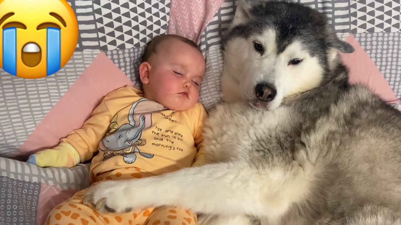 Baby REFUSES To Sleep Without Her Husky!..😭. [CUTEST VIDEO EVER!!]