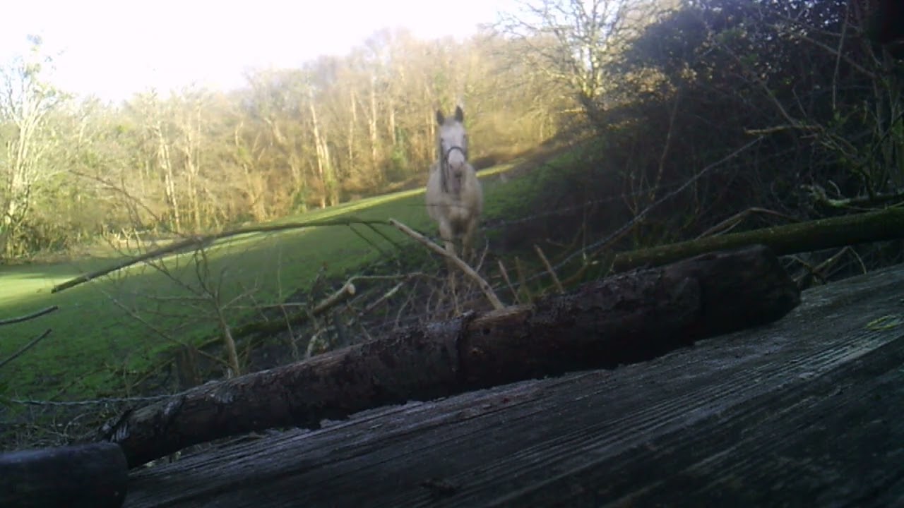 patapof bourgeons