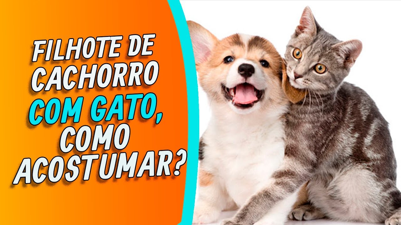 Como Acostumar Meu Cachorro Com Gato (Descubra De Uma Vez)