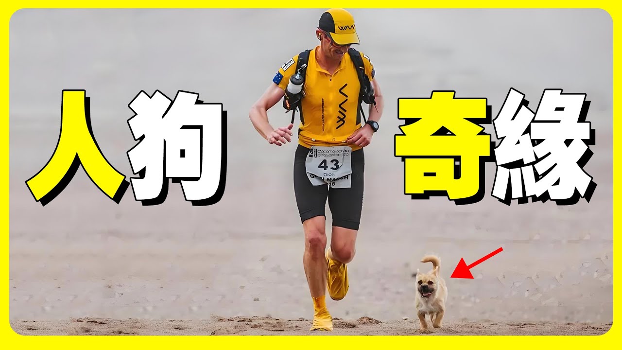 一條中國流浪狗，牽動了全世界！ |  緣分天注定