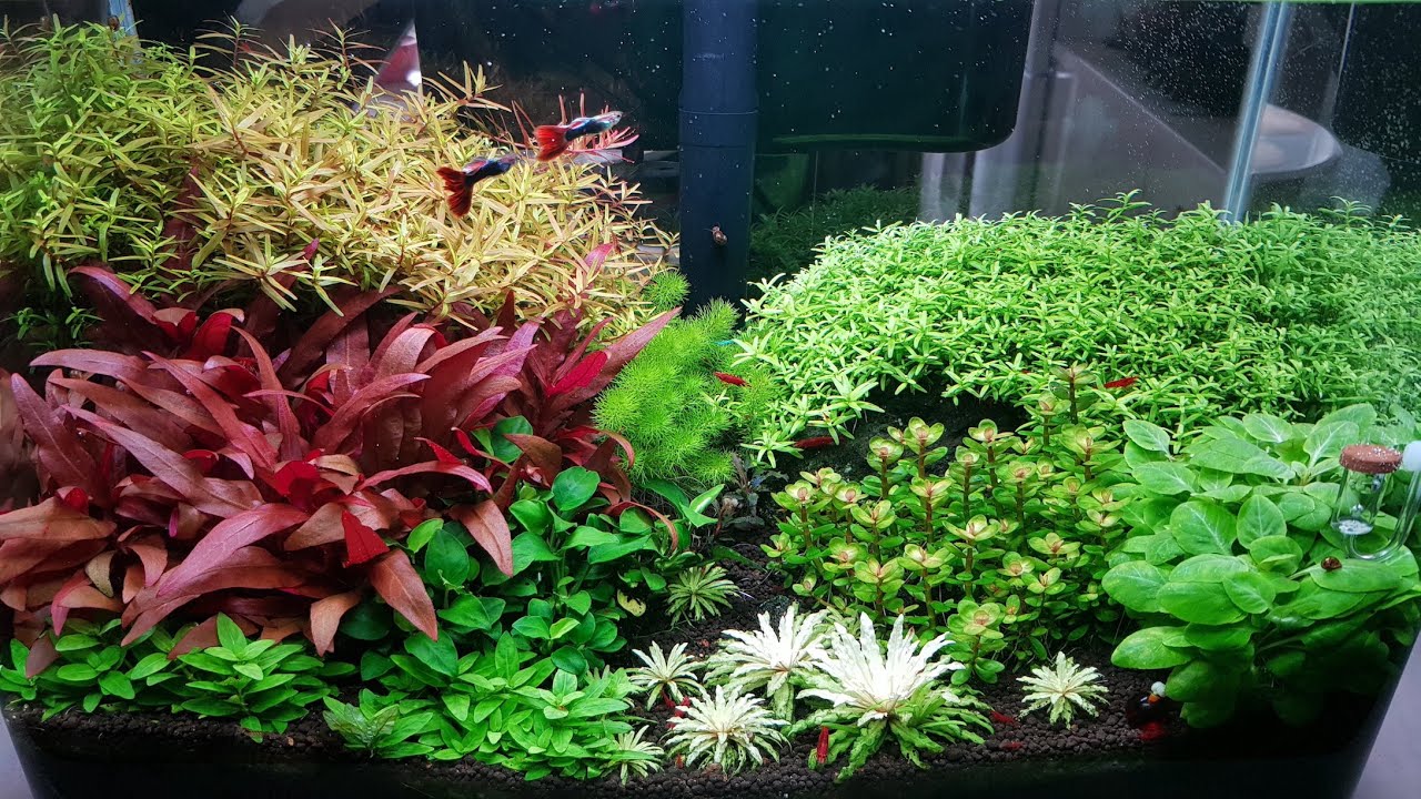 30 л - 120ый день - Pogostemon Helferi White