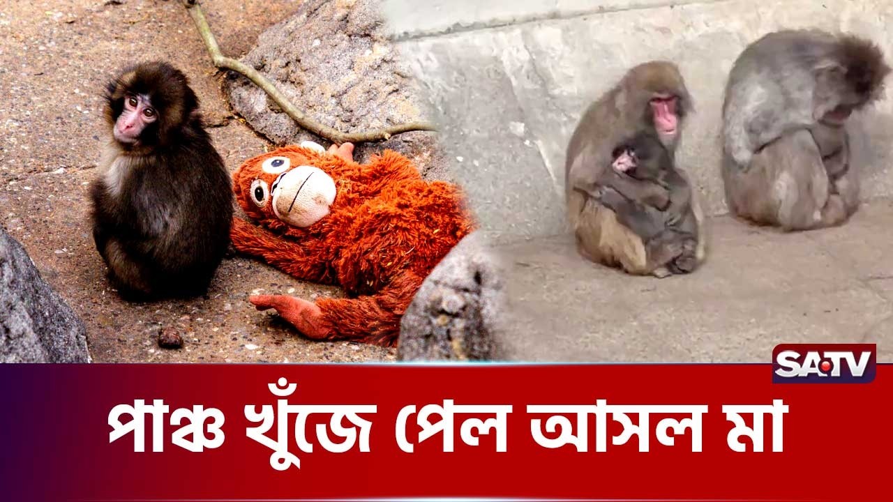 অবশেষে আদরের কোল খুঁজে পেল ছোট্ট পাঞ্চ, নেটদুনিয়ায় স্বস্তি | SATV | Monkey Story | Animal | Monkey