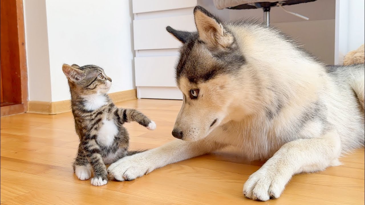 Hilarious Animal Moments That Will Make You LOL 🐶🐱😂 | The Giggly Zoo 😂😹 Part 1