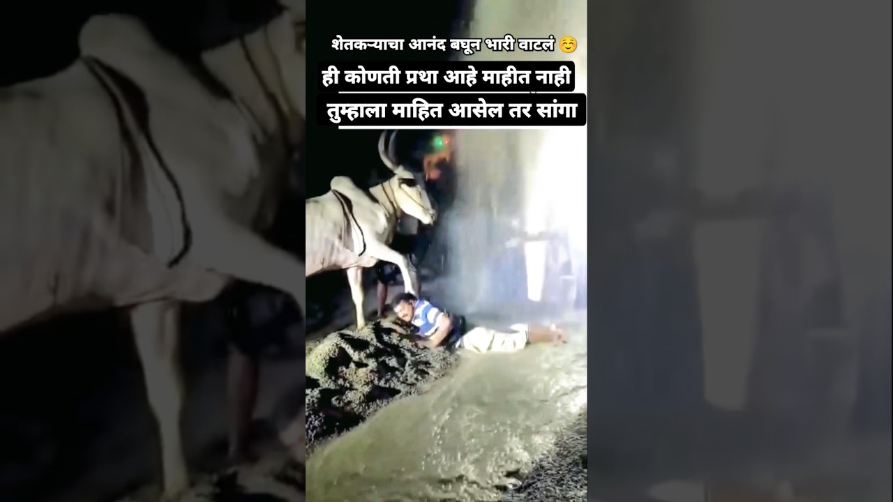 bailgadasharyat |नाद बैलगाडा शर्यत | बैलगाडा | bailgada #viralvideo #bailgadasharyat #bailgada