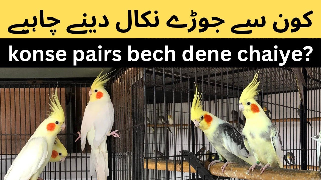 konse cockatiels k pairs Nikal dene chaiye hn? 