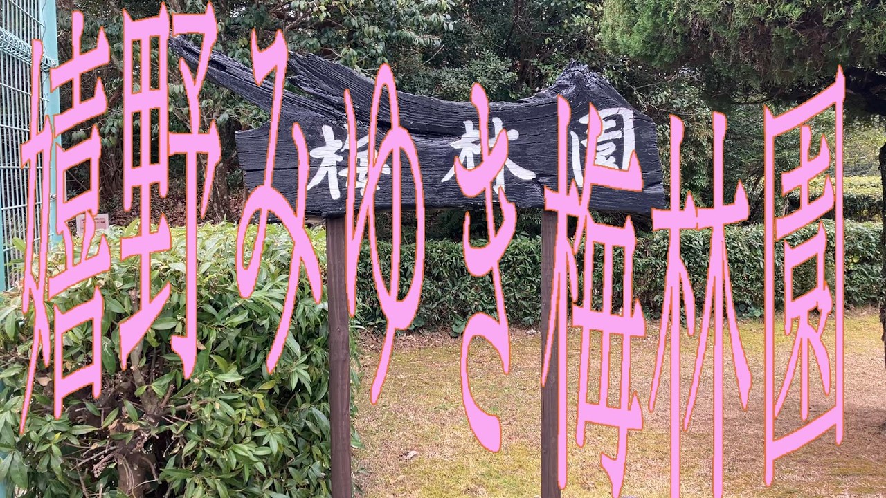 嬉野みゆき梅林園20260224