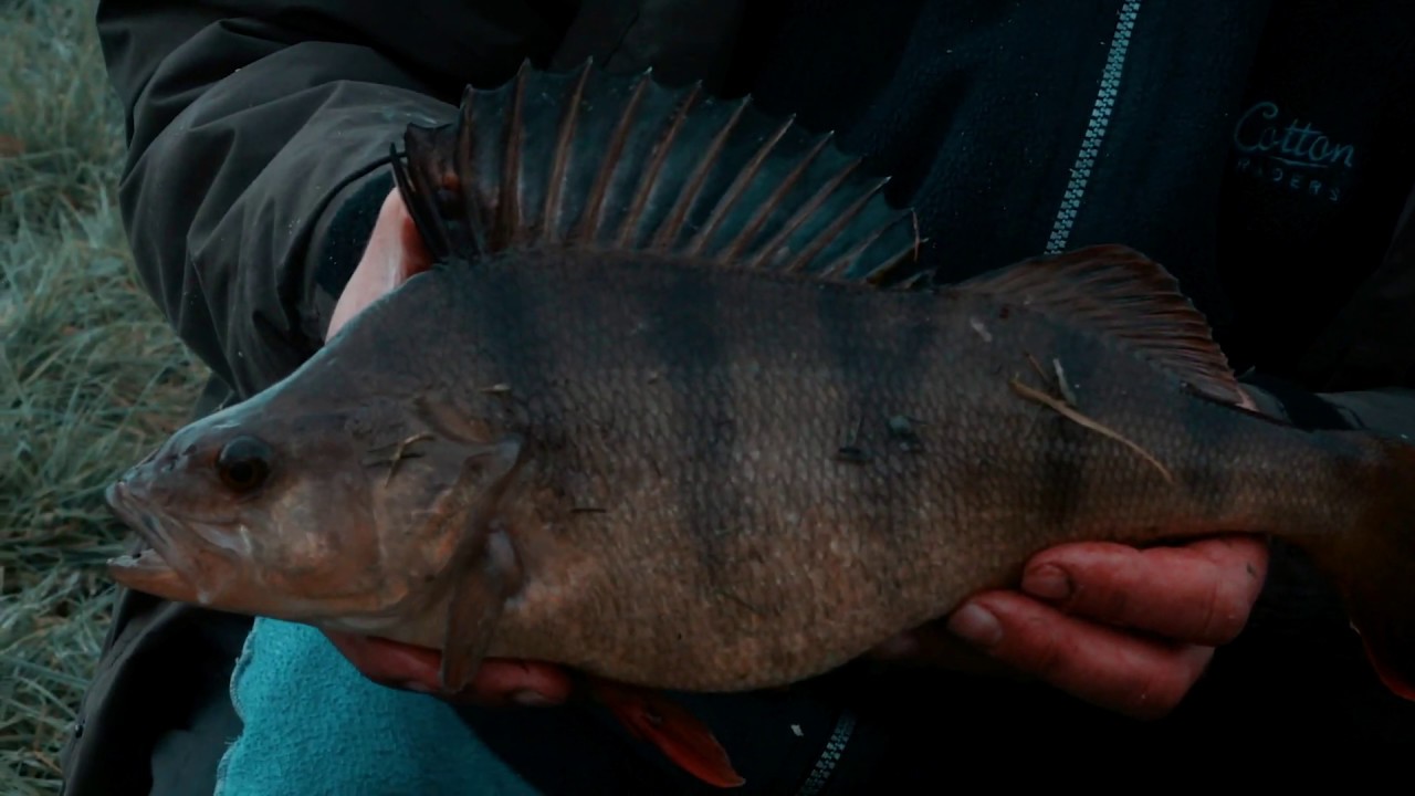 From the gloaming - Roach, dace and perch from the river Test